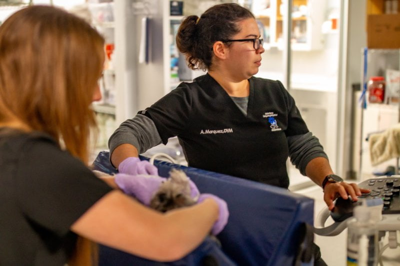 Emergency Vet Care in Midlothian, TX
